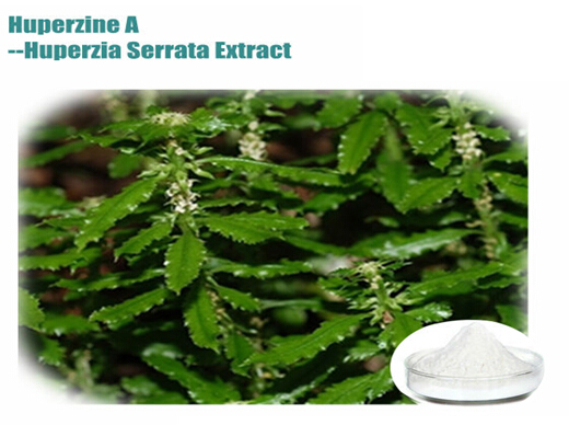 HUPERZIA SERRATE EXTRACT