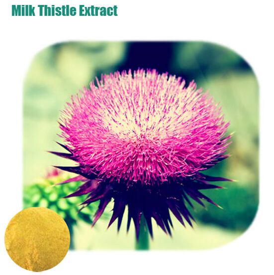 MILK THISTLE EXTRACT