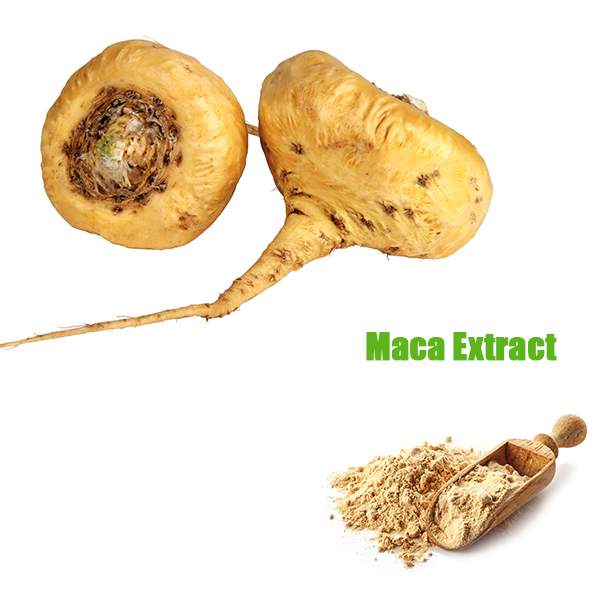 MACA EXTRACT