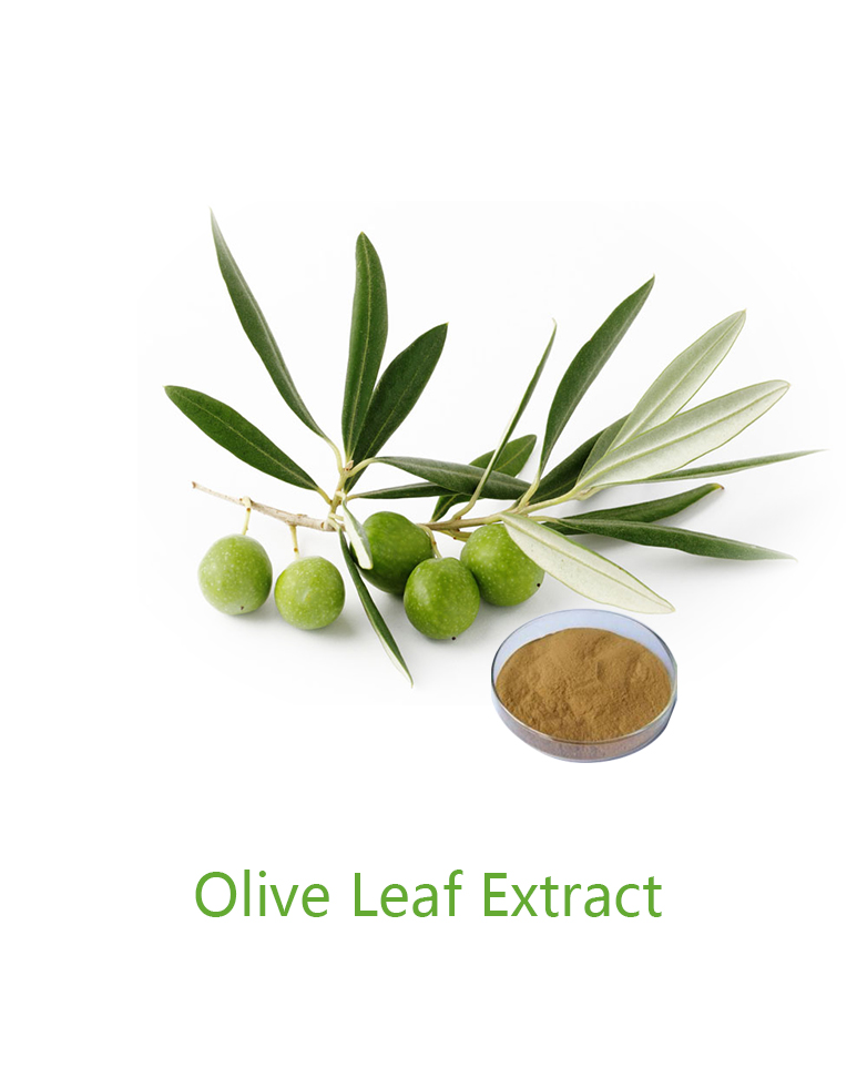  OLIVE LEAF EXTRACT 